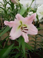 [4182 Prescott VH No202.JPG]